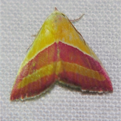Eublemma dimidialis (An Erebid moth (Boletobinae) at Bloomsbury, QLD - 19 Oct 2008 by PJH123