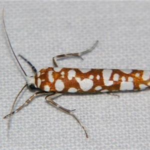 Atteva megalastra (An Ermine moth (Yponomeutidae) at Bloomsbury, QLD - 19 Oct 2008 by PJH123