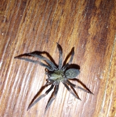 Desidae (family) (Desid spider) at Wirlinga, NSW - Yesterday by RobCook