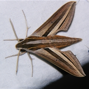 Theretra oldenlandiae (Impatiens Hawk Moth) at Bloomsbury, QLD - 19 Oct 2008 by PJH123