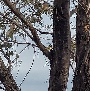 Falcunculus frontatus at Wirlinga, NSW - Yesterday 01:49 PM