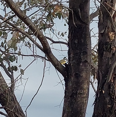 Falcunculus frontatus (Eastern Shrike-tit) at Wirlinga, NSW - Yesterday by RobCook