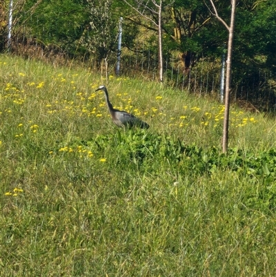 Egretta novaehollandiae (White-faced Heron) at The Oaks, NSW - 23 Jun 2025 by AlexAv65