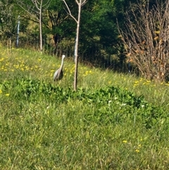 Egretta novaehollandiae at The Oaks, NSW - 23 Jun 2025 02:00 PM