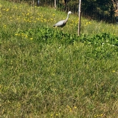Egretta novaehollandiae at The Oaks, NSW - 23 Jun 2025 02:00 PM