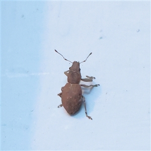 Naupactus cervinus (Fuller's rose weevil) at Turner, ACT - 15 Mar 2025 by ConBoekel