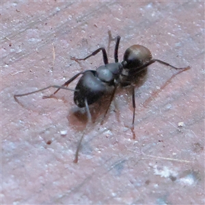 Camponotus aeneopilosus (A Golden-tailed sugar ant) at Turner, ACT - 15 Mar 2025 by ConBoekel