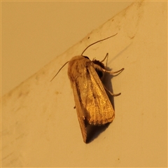 Leucania diatrecta (A Noctuid moth) at Turner, ACT - 15 Mar 2025 by ConBoekel