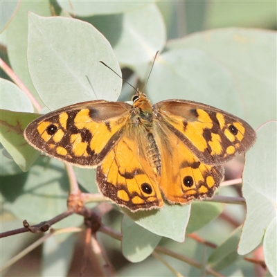 Heteronympha penelope (Shouldered Brown) at O'Connor, ACT - 16 Mar 2025 by ConBoekel