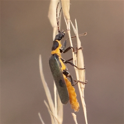 Chauliognathus lugubris (Plague Soldier Beetle) at Bruce, ACT - 16 Mar 2025 by ConBoekel