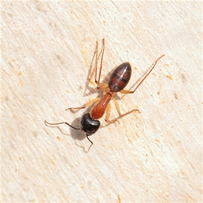 Camponotus nigriceps (Black-headed sugar ant) at Bruce, ACT - 16 Mar 2025 by ConBoekel
