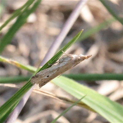 Faveria tritalis (Couchgrass Webworm) at Bruce, ACT - 16 Mar 2025 by ConBoekel