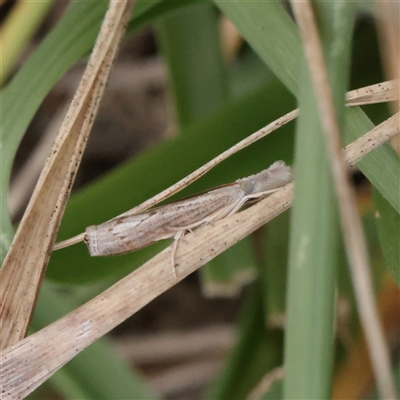 Culladia cuneiferellus (Crambinae moth) at O'Connor, ACT - 16 Mar 2025 by ConBoekel