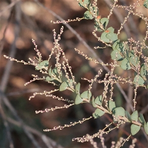 Acacia pravissima (Wedge-leaved Wattle, Ovens Wattle) at Murrumbateman, NSW - 17 Mar 2025 by ConBoekel