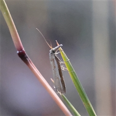 Ptochostola microphaeellus (A Crambid moth) at Murrumbateman, NSW - 17 Mar 2025 by ConBoekel