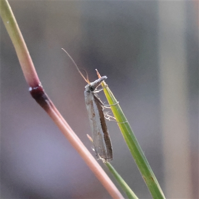 Ptochostola microphaeellus (A Crambid moth) at Murrumbateman, NSW - 17 Mar 2025 by ConBoekel