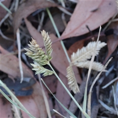 Eleusine tristachya (Goose Grass, Crab Grass, American Crows-Foot Grass) at Murrumbateman, NSW - 17 Mar 2025 by ConBoekel