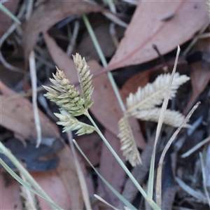 Eleusine tristachya (Goose Grass, Crab Grass, American Crows-Foot Grass) at Murrumbateman, NSW - 17 Mar 2025 by ConBoekel
