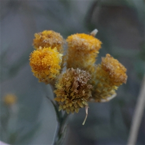 Chrysocephalum semipapposum (Clustered Everlasting) at Murrumbateman, NSW - 17 Mar 2025 by ConBoekel