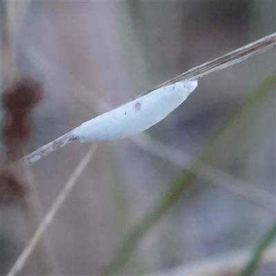 Unverified Insect at Murrumbateman, NSW - 17 Mar 2025 by ConBoekel