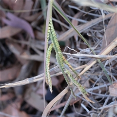 Paspalum dilatatum (Paspalum) at Murrumbateman, NSW - 17 Mar 2025 by ConBoekel