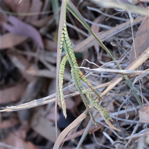Paspalum dilatatum (Paspalum) at Murrumbateman, NSW - 17 Mar 2025 by ConBoekel