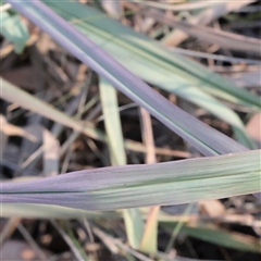 Paspalum dilatatum at Murrumbateman, NSW - 17 Mar 2025 08:41 AM