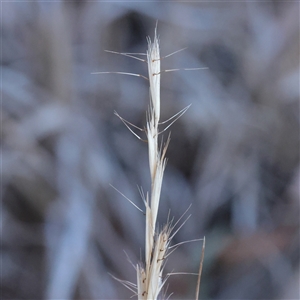Rytidosperma (genus) (Wallaby Grass) at Murrumbateman, NSW - 17 Mar 2025 by ConBoekel