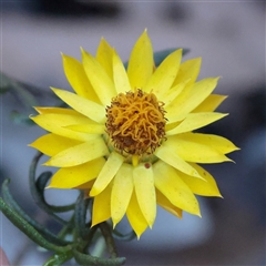 Xerochrysum viscosum (Sticky Everlasting) at Murrumbateman, NSW - 17 Mar 2025 by ConBoekel