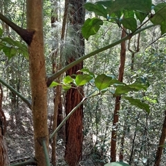 Polyscias elegans at Pappinbarra, NSW - 23 Jun 2025 01:15 PM
