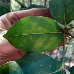 Polyscias elegans at Pappinbarra, NSW - 23 Jun 2025 01:15 PM