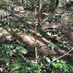 Unverified at suppressed - suppressed