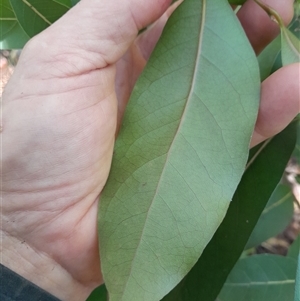Cryptocarya microneura at Pappinbarra, NSW - Yesterday by jonvanbeest
