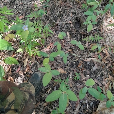 Unverified Other Shrub at Pappinbarra, NSW - 23 Jun 2025 by jonvanbeest