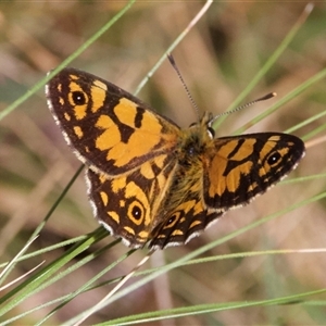 Oreixenica lathoniella at Bullocks Flat, NSW - 1 Mar 2025 by Pirom