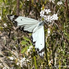 Belenois java at Rendezvous Creek, ACT - 9 Oct 2023 by Pirom
