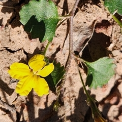 Goodenia rotundifolia (Star Goodenia, Round-leaf Goodenia) at Keinbah, NSW - 23 Jun 2025 by LeeMears