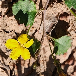 Goodenia rotundifolia (Star Goodenia, Round-leaf Goodenia) at Keinbah, NSW - 23 Jun 2025 by LeeMears