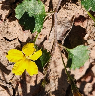 Goodenia rotundifolia (Star Goodenia, Round-leaf Goodenia) at Keinbah, NSW - 23 Jun 2025 by LeeMears