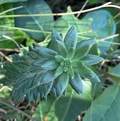 Unverified Plant at Ulladulla, NSW - 16 Jun 2025 by Jennybach