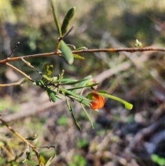 Grevillea (genus) at Keinbah, NSW - 23 Jun 2025 by LeeMears