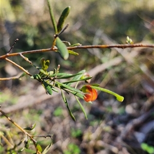 Grevillea (genus) at Keinbah, NSW - 23 Jun 2025 by LeeMears