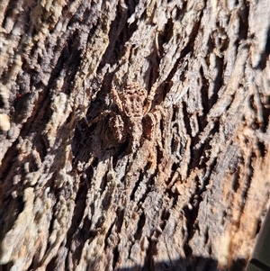 Stephanopis sp. (genus) (Knobbly crab spider) at Keinbah, NSW - 23 Jun 2025 by LeeMears