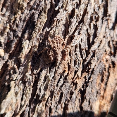 Stephanopis sp. (genus) (Knobbly crab spider) at Keinbah, NSW - 23 Jun 2025 by LeeMears