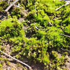 Unverified Lichen, Moss or other Bryophyte at Keinbah, NSW - Yesterday by LeeMears