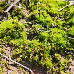 Unverified Lichen, Moss or other Bryophyte at Keinbah, NSW - 23 Jun 2025 by LeeMears