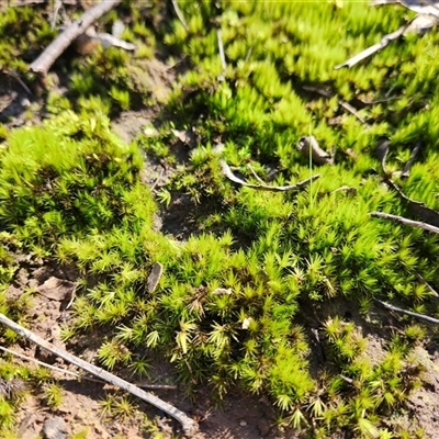 Unverified Lichen, Moss or other Bryophyte at Keinbah, NSW - Yesterday by LeeMears