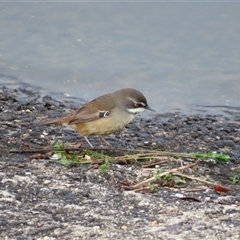 Sericornis frontalis (White-browed Scrubwren) at Googong, NSW - Yesterday by MB
