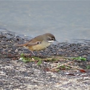 Sericornis frontalis (White-browed Scrubwren) at Googong, NSW - 23 Jun 2025 by MB