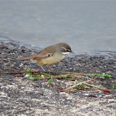 Sericornis frontalis (White-browed Scrubwren) at Googong, NSW - Yesterday by MB